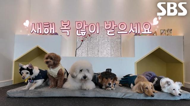 새해 떡국 먹고 설맞이 꽃단장한 개치원생들의 깜짝 선물!