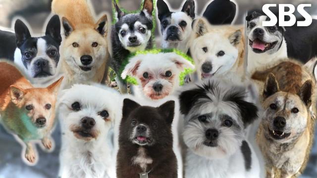 ‘동물자유연대’에 남겨져 언젠가는 꽃 피는 봄이 찾아오길 바라는 아이들