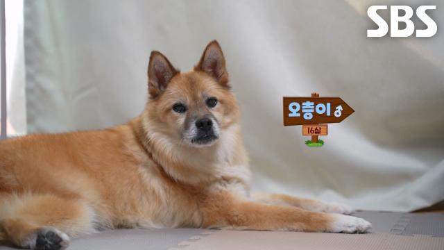 오층이, 구조 이후 14년의 기다림 끝에 기적처럼 만나게 된 가족!