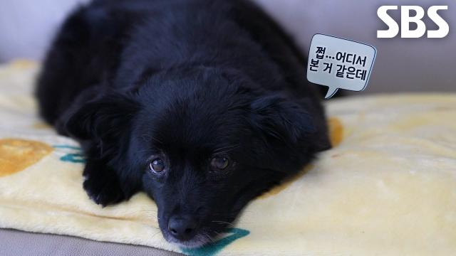 10년 전 동물농장 구조팀이 온몸을 날려 구했던 ‘나오미’의 근황↗