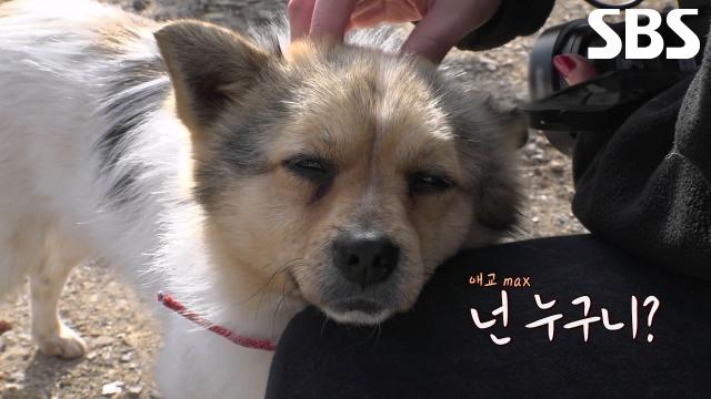 어느 날 나타나 남의 집에 눌러 앉은 의문의 견공 ‘길동이’