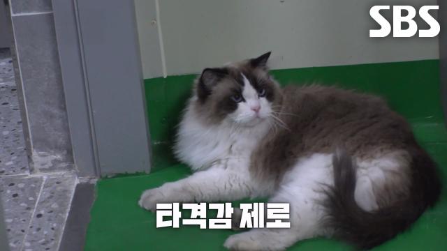 카레, 탄이의 경계심에도 여유로움 보이는 엄청난 적응력↗