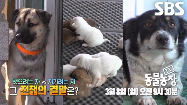 가짜 엄마 ‘보리’와 진짜 엄마 ‘바둑이’ 의 한 치의 양보도 없는 육아전쟁♨