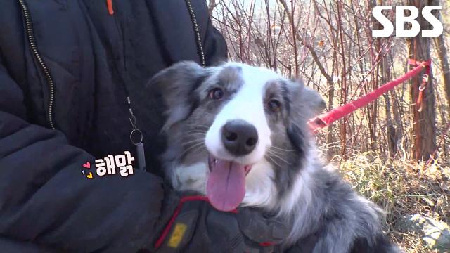 썰매 훈련 다녀온 후 180도 바뀐 ‘울프’ 의 적극적인 모습!