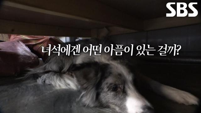 울프, 간식 앞에서도 눈치만 보며 굳게 닫아버린 마음의 문↘