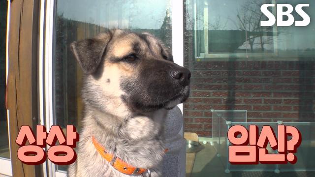 보리, 별난 모성애로 8남매 돌보다 생긴 몸의 변화!