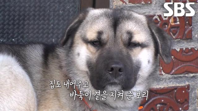 임신한 바둑이 위해 기꺼이 집 내어준 보리 (ft. 모태솔로)