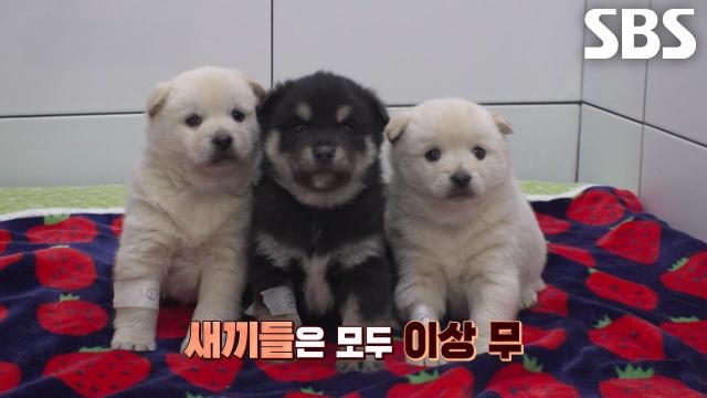 앞으로 꽃길만 남게 될 여름이×깜둥이 가족의 견생 2막!
