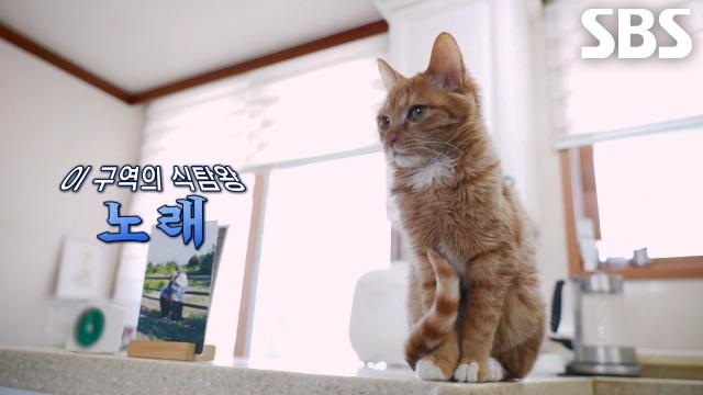 ‘냥발장’ 노래, 음식 향해 슬라이딩하며 5초 만에 훔친 빵