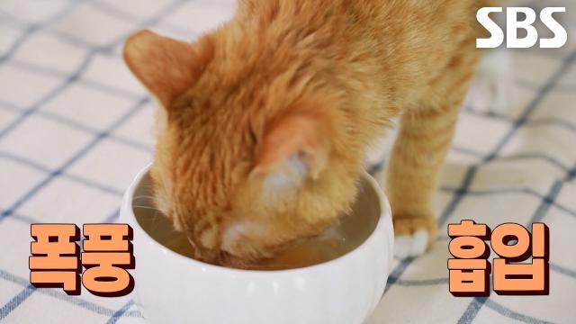 오직 노래만을 위한 권성준 셰프’s 냥마카세 3코스↗