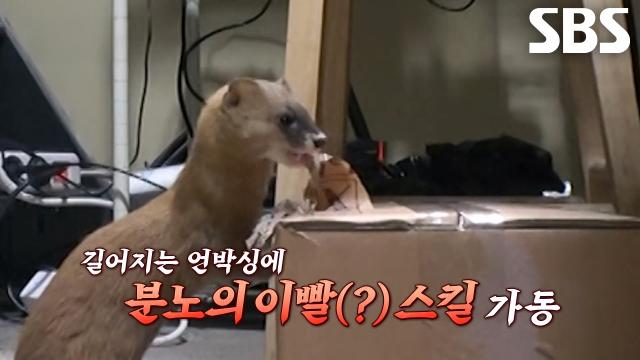 분노의 이빨(?) 스킬로 빵이 있는 박스 노린 족제비!