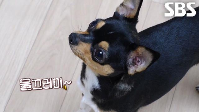 ‘탕후루’, 바라만 봐도 갑자기 맹수로 변하며 분노 폭발♨