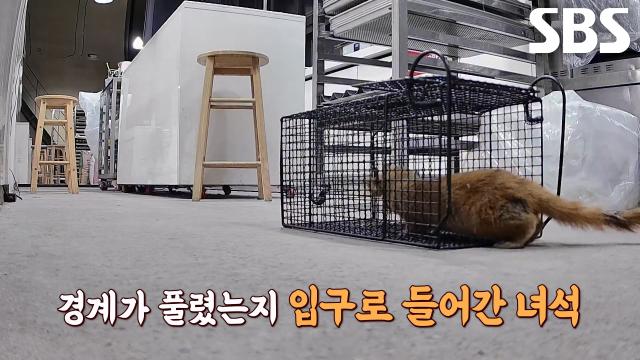 엄청난 순발력으로 도망친 ‘빵제비’ 에 어이 상실↘