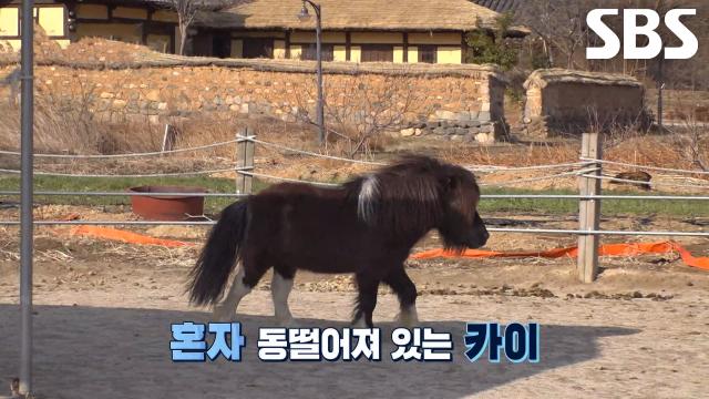 ‘말썽쟁이’ 카이, 몸무게 10배 차이 나는 바우 향해 집요한 괴롭힘↗