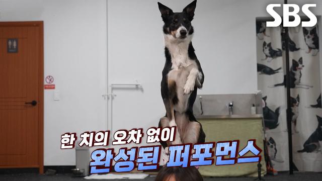 라비, 화려한 테크닉으로 시선 강탈하는 도그 댄스계 샛별★