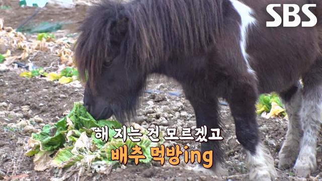 카이, 귀가하라 했더니 소처럼 날뛰는 남다른 귀소 본능!