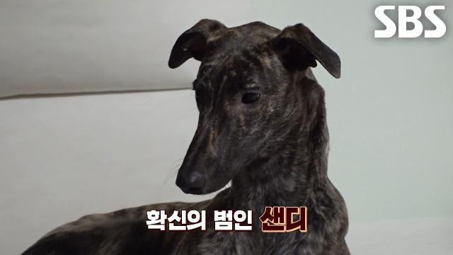 ‘파괴왕’ 샌디, 온 집안 돌아다니며 닥치는 대로 파괴!