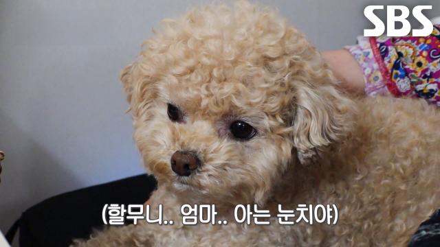 푸주, 할머니 옆에 딱 붙어 얻어먹은 고기! (ft. 메소드 연기)