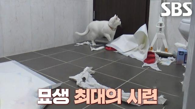 네로, ‘사고뭉치’ 샌디 탓에 화장실에 갇히는 묘생 최대 시련!
