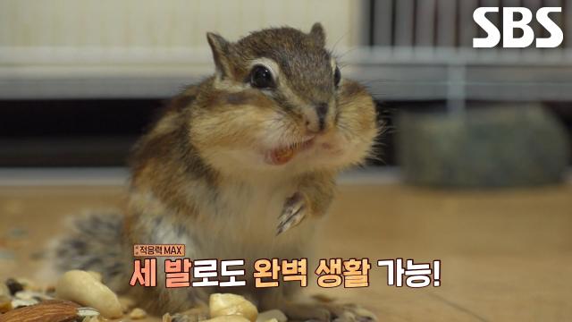 초록이, 한쪽 다리가 없는 장애도 막지 못한 엄청난 먹성!