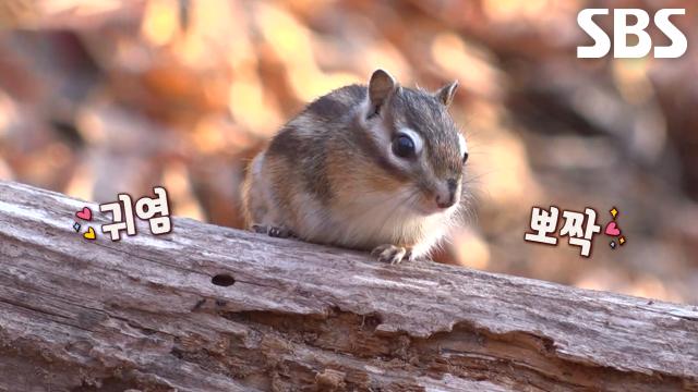 초록이, 부르면 한달음에 달려오는 반려 다람쥐★