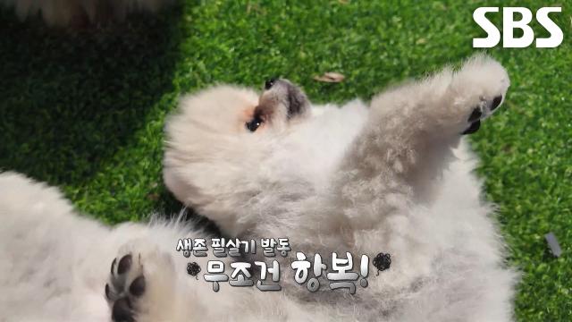 티티×카카, 마당 선배님들 포스에 바로 드러눕는 생존 필살기↗