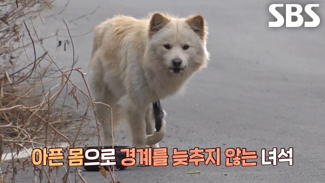 ‘떠돌이견’ 메리, 아픈 몸으로 경계 늦추지 않아 어려운 구조↘