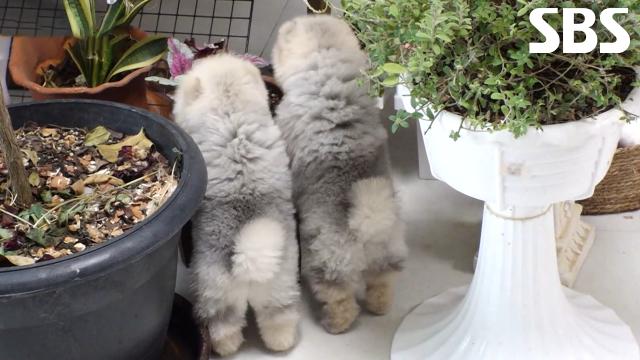 ‘사고뭉치’ 티티×카카, 화분 헤집고 다니며 보이는 수상한 뒤통수!