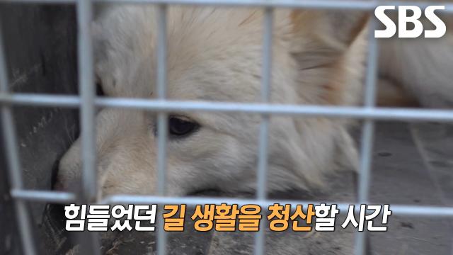 메리, 길고 긴 인내심 싸움 끝에 온 동네가 기뻐한 구조 성공★