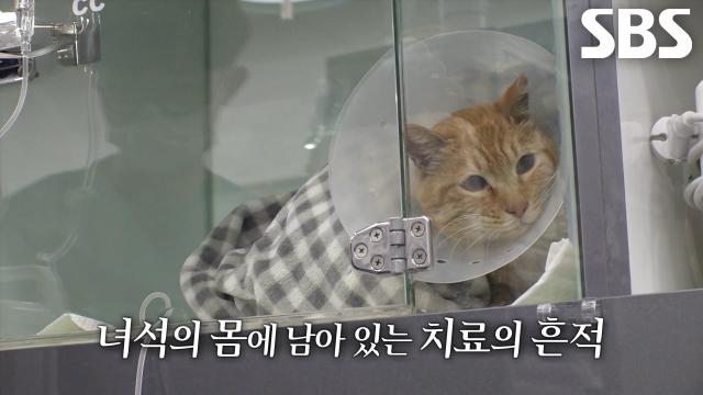 꾸미, 멈춰버린 보살핌 뒤에 홀로 길거리 떠돌게 된 사연↘