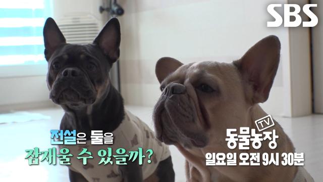 [4월 19일 예고] 톰×제리, 노답견들 위해 15년만에 등장한 올타임 레전드!