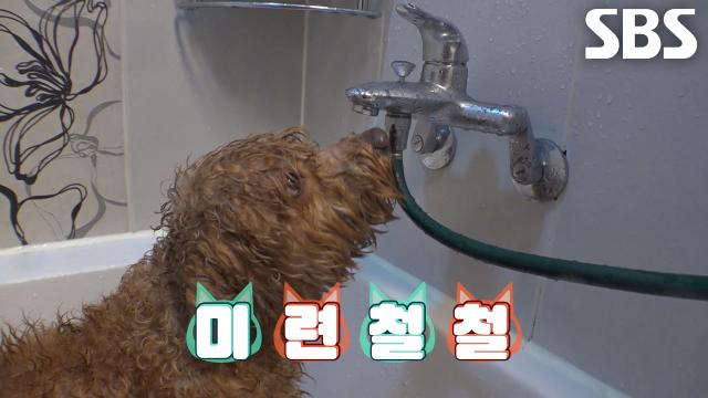 봉숙이, 입으로 배수구 막아가며 빠져나가는 물 향한 집념↗