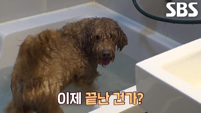 봉숙이, 물 향해 쉴 틈 없이 내려치는 분노의 발길질♨