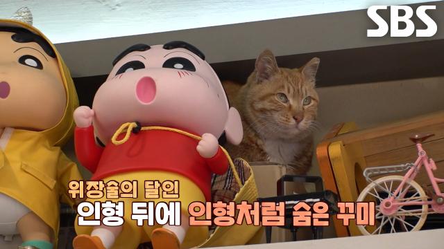 ‘무단침입냥’ 꾸미, 우렁찬 하울링과 함께 다른 루트로 당당히 식당 입성!