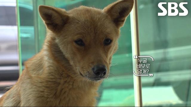 ‘눈치백단’ 누렁이, 거리두기 먹방까지 시전하며 위치추적기 거부!