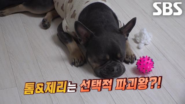 톰×제리, 강제 미니멀리즘 실현시킨 엄청난 사고뭉치 듀오!