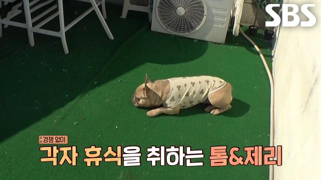 ‘파괴왕 듀오’ 톰×제리, 이웅종 소장의 솔루션 덕에 찾아온 편안한 일상