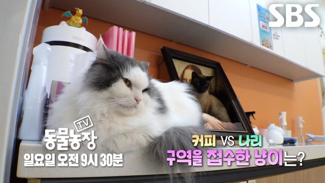 [4월 26일 예고] 커피 VS 나리, 두 야옹이의 치열한 구역 결투!