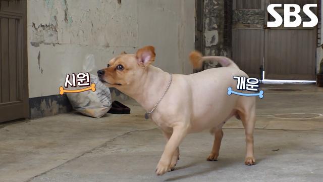 콩이, 할머니 위해 셀프 실외 배변하며 보여주는 12년 차 환상의 호흡★