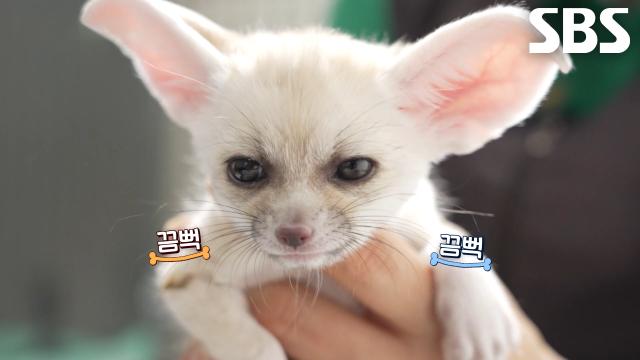 버터×크림, 인형 같은 천상의 비주얼 자랑하는 아기 사막여우 형제↗