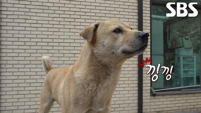 겨울이, 누렁이 향한 사랑의 힘으로 통아저씨 빙의해 탈출 감행↗ (feat. 세레나데)