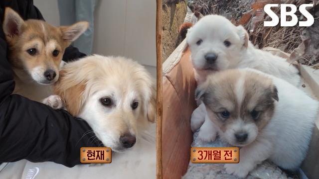 복실이×루카×심바×로이, 또 다른 수호천사에 구조되어 사랑 속에 머무는 아이들♥