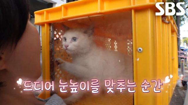 8m 나무 위 고립된 아기 고양이 6일 만에 구조 성공★