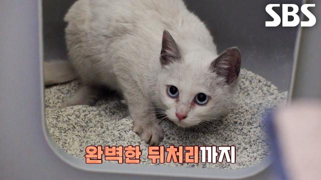 고양이 보호소 ‘꿈꾸는 고냥이’ 에서 제 2의 묘생 준비하는 아기 고양이