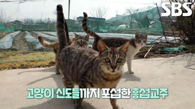 엔진 소리만 들려도 구름떼처럼 몰려드는 고양이 신도들★