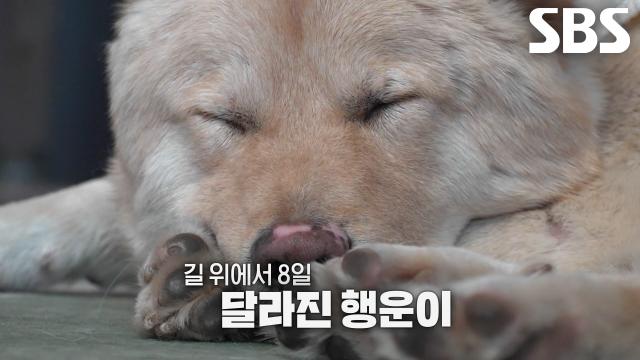 행운이, 다시 길 잃을까 두려운지 마킹하며 쉴 새 없이 움직이는 코