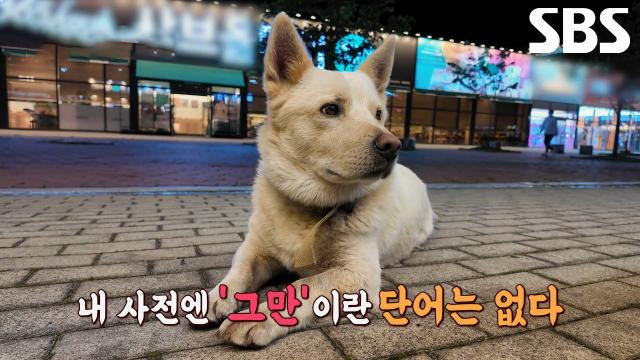 ‘무전취식’ 미식견, 맛집만 찾아다니며 끊이지 않는 먹방 세례↗