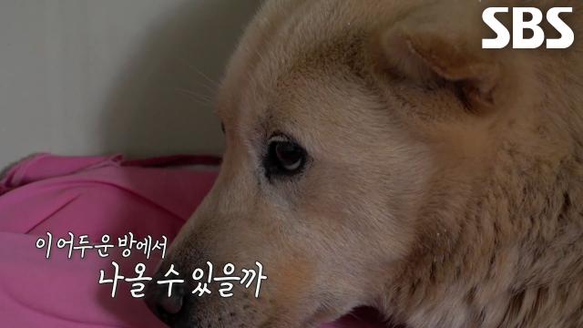 찹쌀이, 트라우마에 7년간 단 한 번도 손길 허락하지 않은 사연↘ 썸네일