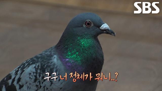 구구, 발목에 ‘일본 전화번호’ 단 채로 나타난 수상한 비둘기
