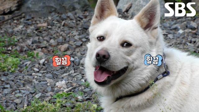 보람이, 목줄도 막지 못하는 본능으로 속세 향해 달려가는 고기 풀소유 이중생활! 썸네일